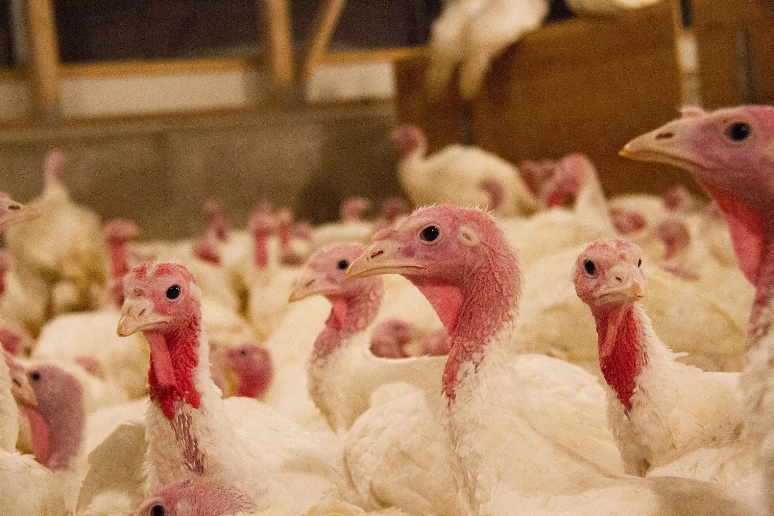 Putenhaltung in Österreich: Zwischen Konsumentenwunsch und Tierwohl-Kosten