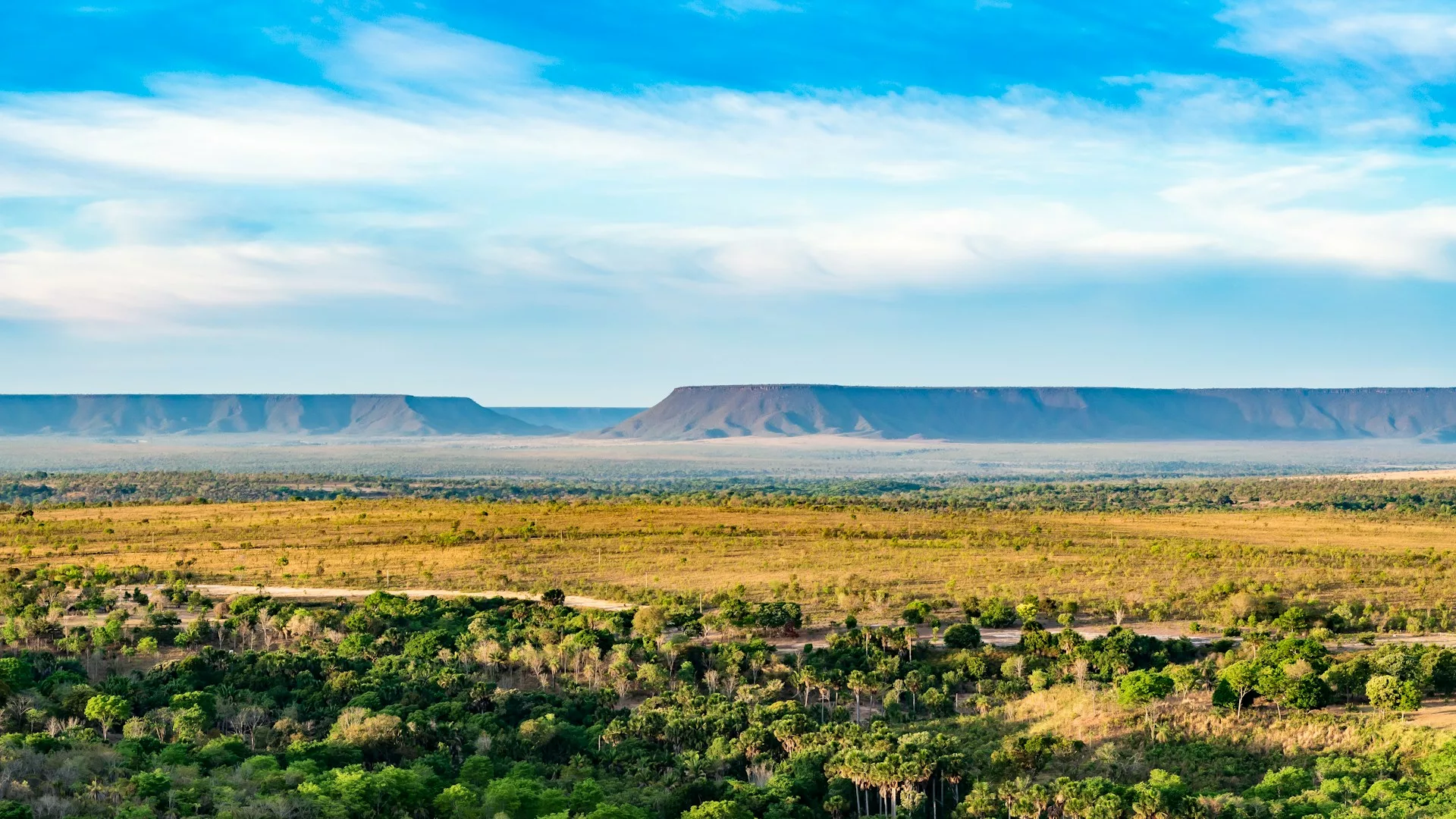 Brasilien: Ökologische Katastrophe durch steigende Abholzung im Cerrado