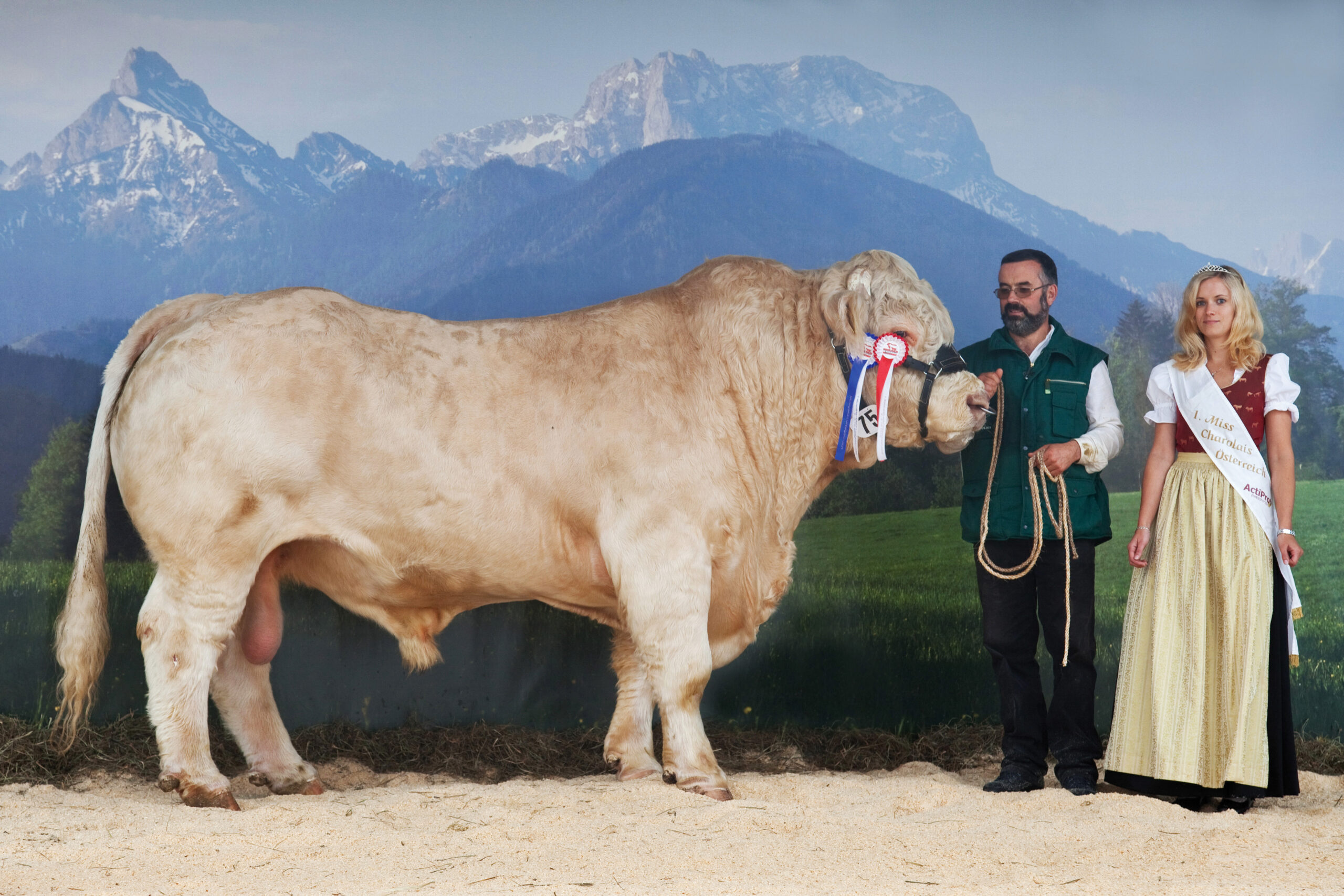 Schwankende Schlachtrinderpreise in der EU: Jungbullen teurer, Färsen günstiger
