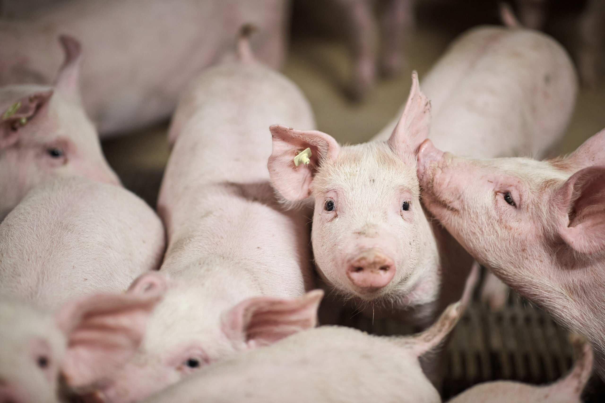 Die Lösung für die Schweinemast: Fermentierte Kräuterextrakte mit Laktobazillen & Hefen