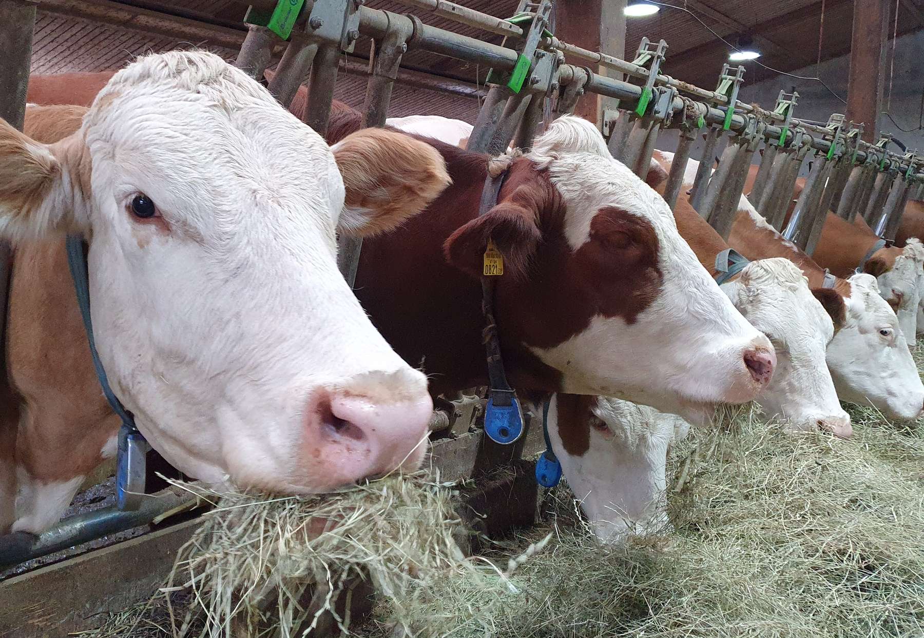 Qualitäts- und Nachhaltigkeitsstandards in der österreichischen Milchwirtschaft: Ein neuer Meilenstein in Tierwohl und Qualität