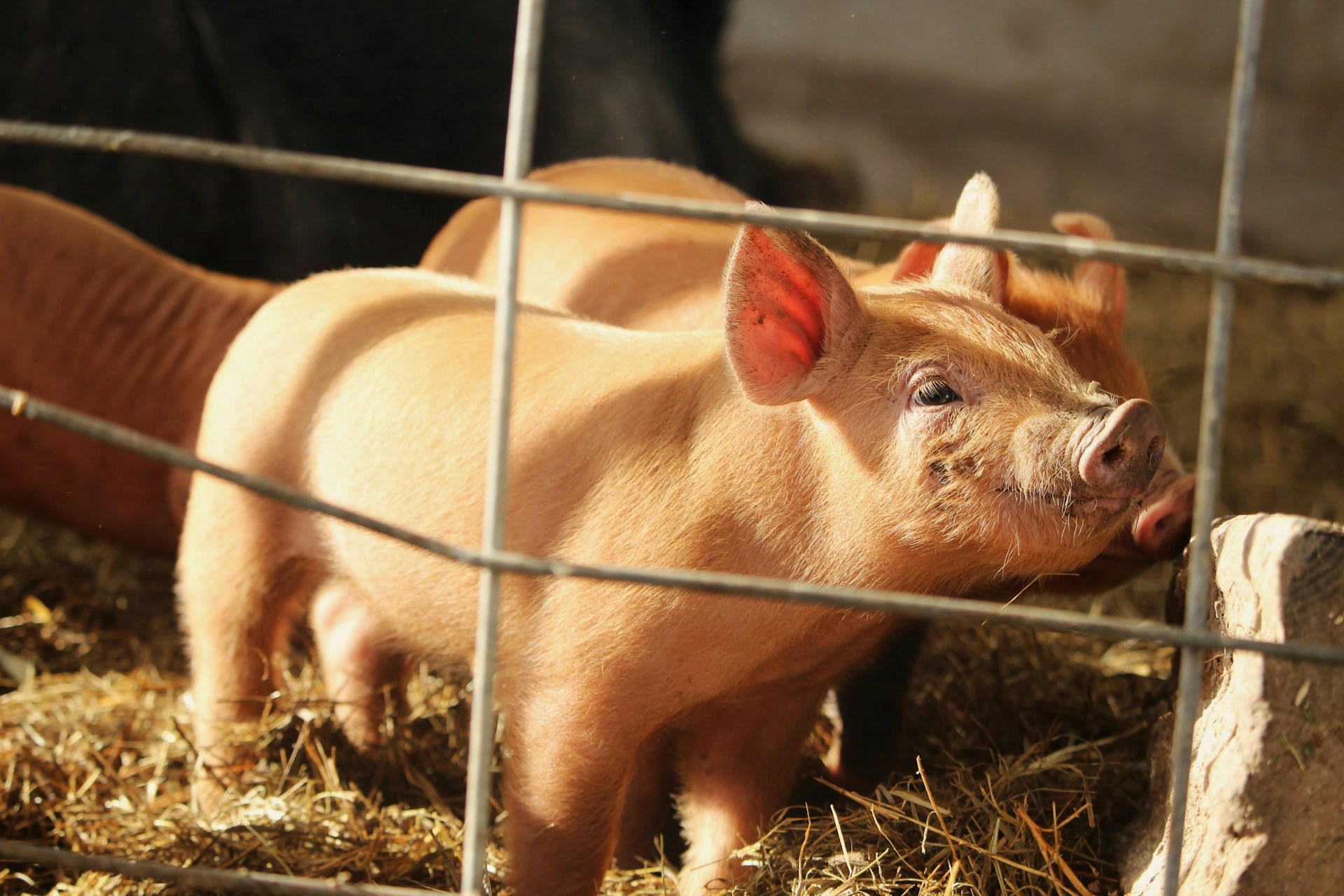 US-Schweinefleischbranche 2023: Ein Überblick