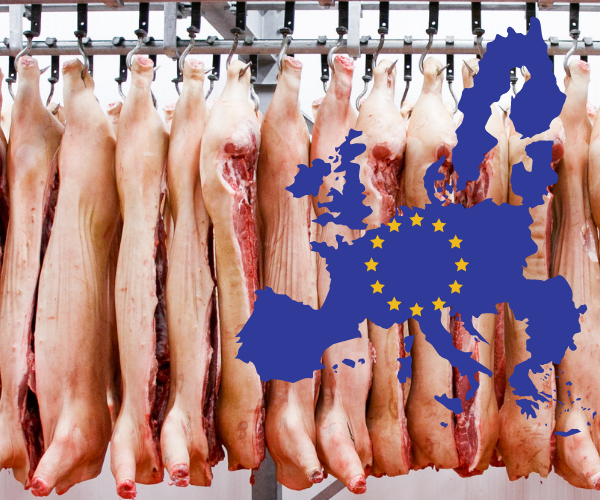 Schlachtzahlen 2024: EU-Schweineproduktion stabilisiert sich