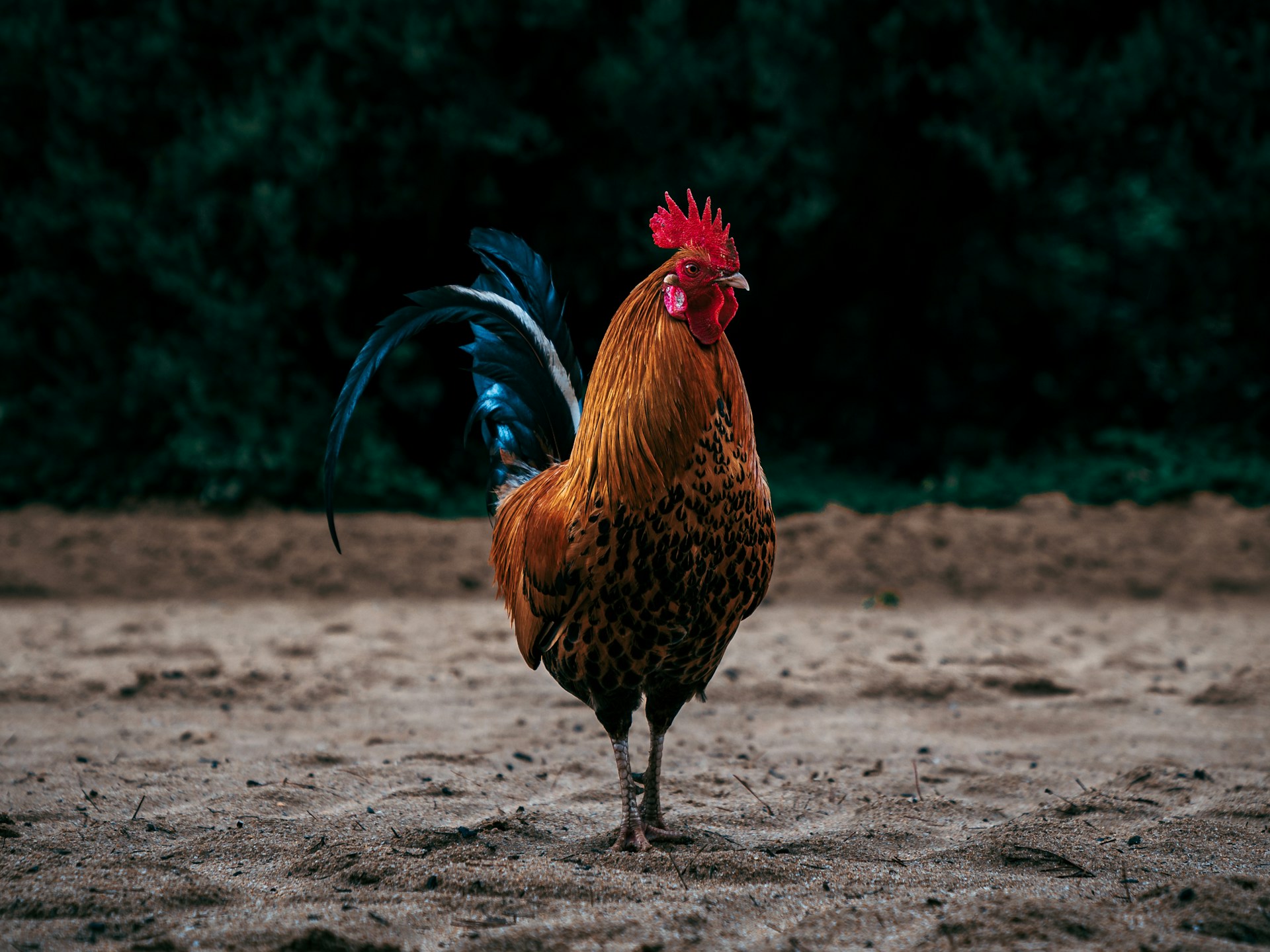 Geflügelkongress Graz 2024: Treffpunkt für Innovation und Austausch in der österreichischen Geflügelwirtschaft