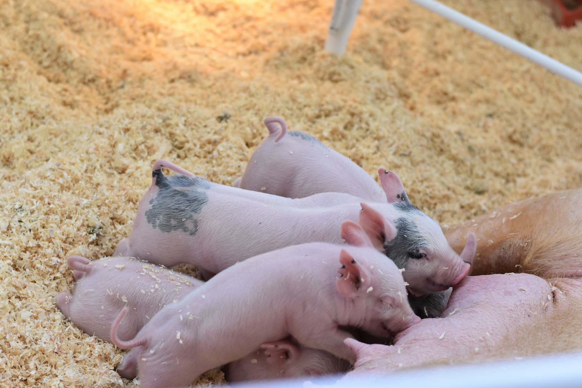 Neues Steuerprogramm: Dänemark schützt Schweineschwänze vor dem Kupieren