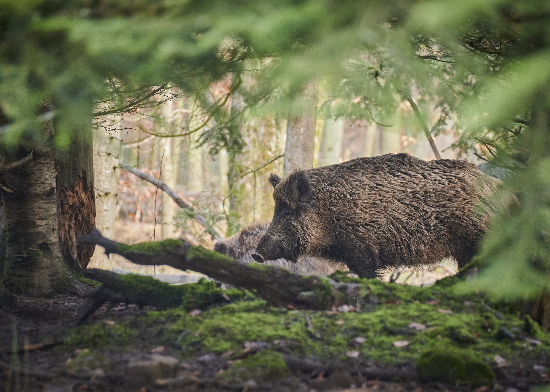 Wild auf Wildbret: Warum wir mehr Wildschweinfleisch essen sollten