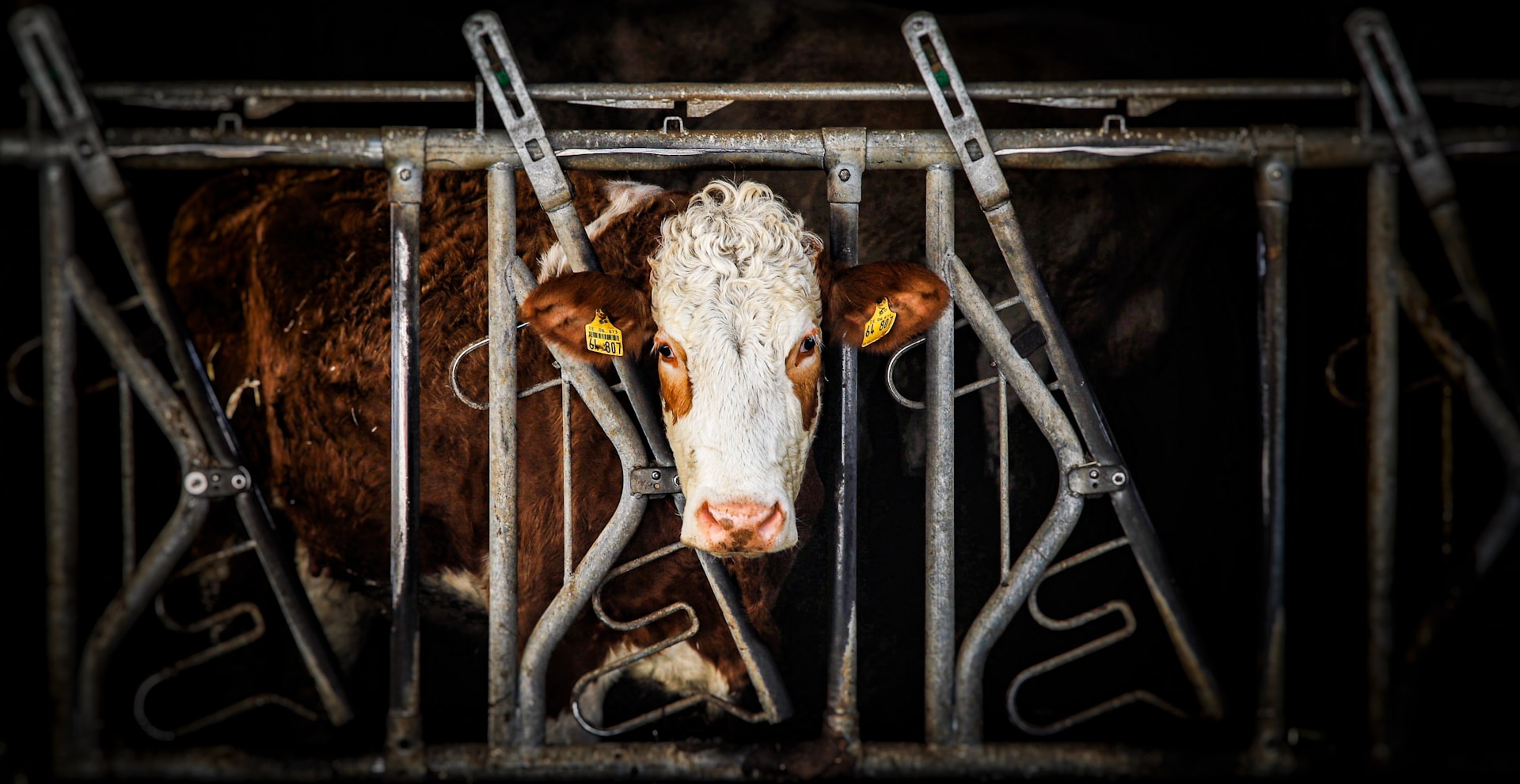 Verfassungsbeschwerde: Burgenland fordert Verbot von Vollspaltenböden in der Rinderhaltung