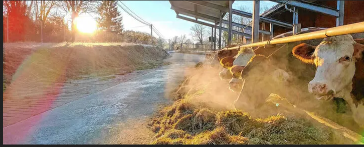 Methanreduktion bei Milchkühen: Wie Fütterung die Klimabilanz beeinflusst