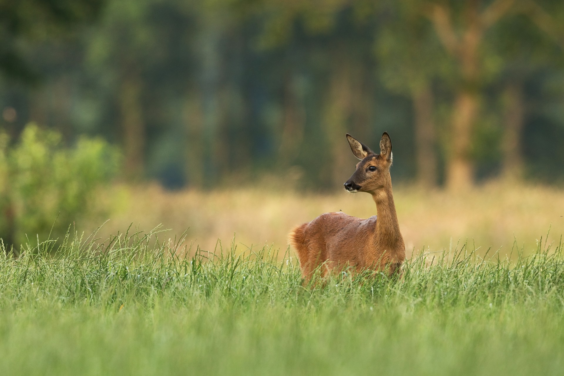 Vorarlberg kämpft gegen TBC: Hunderte Rinder in Gefahr?