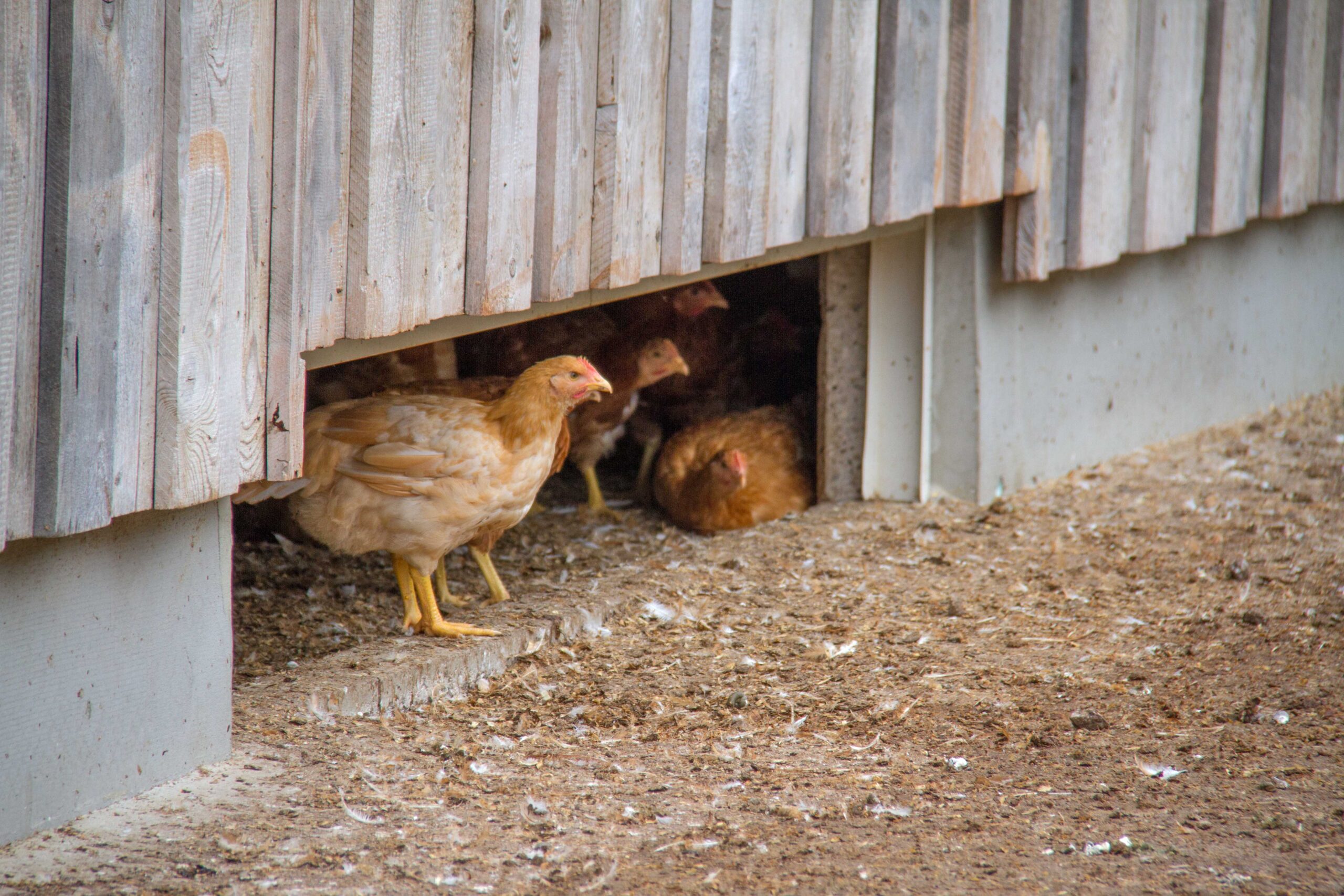 Geflügelfleisch aus Österreich: Höchste Qualität und nachhaltige Produktion