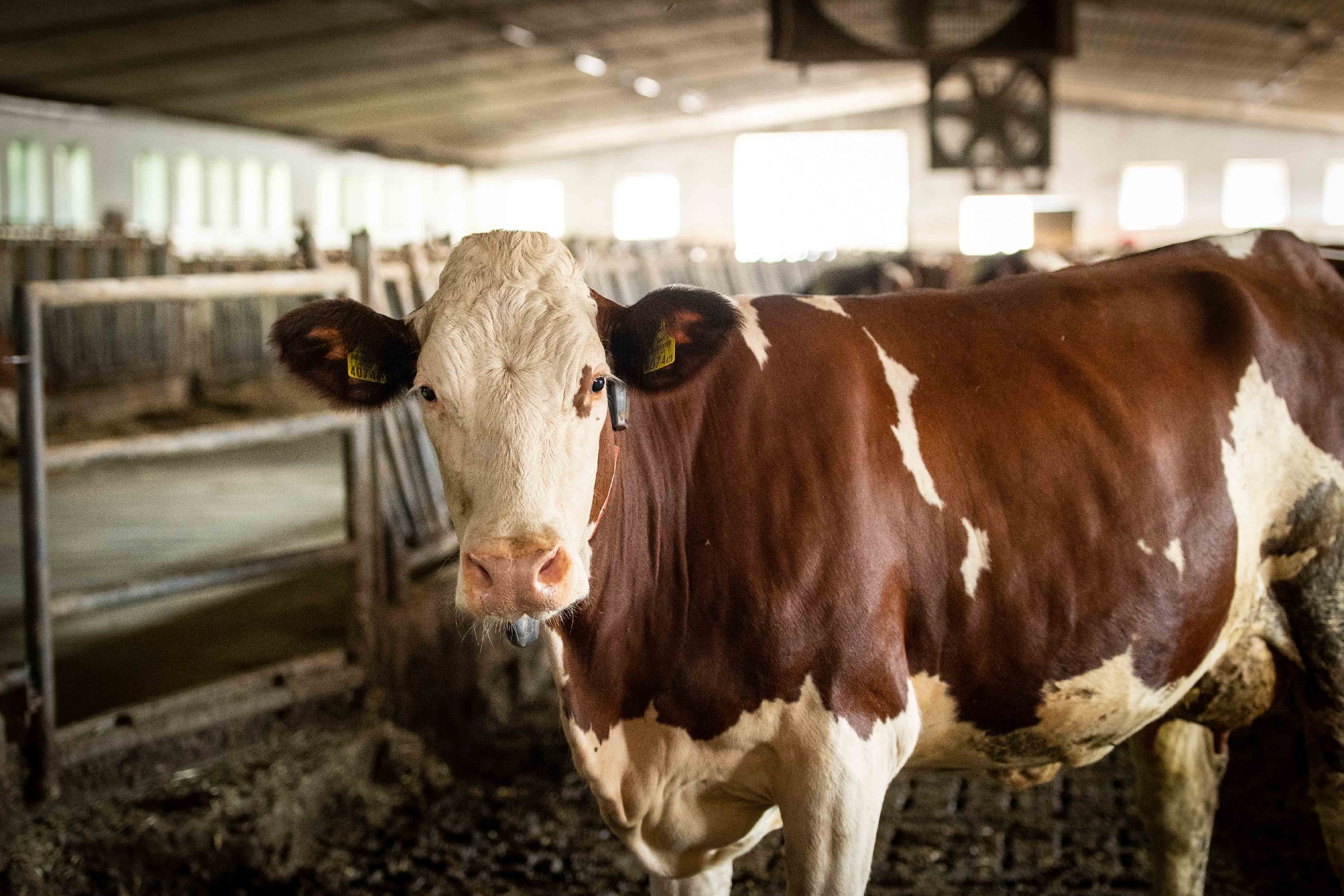 Österreich zeigt den Weg: Anbindehaltung beendet, Gemeinsame Agrarpolitik neu gedacht