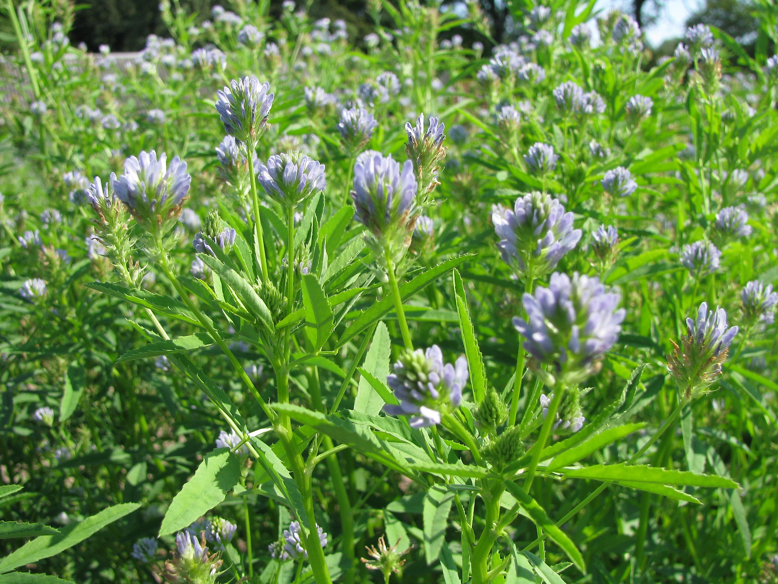 Aromanews: Schabzigerklee erobert die Genusswelt